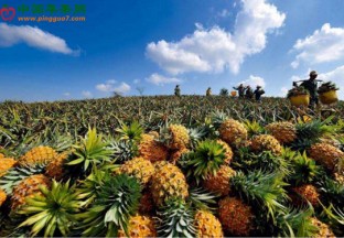 浙江宁海：春季新鲜水果大量上市供应 ()