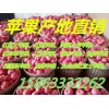红富士苹果产地批发