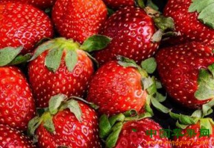 北京市：“草莓之星”暨优秀园区推介活动成功举行 ()