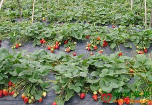 安徽岳西：头陀小草莓带来大收益 ()