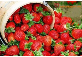 内蒙古呼和浩特：草莓产业发展迅速 ()