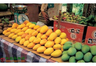 海南三亚：芒果上市 热销开启 ()