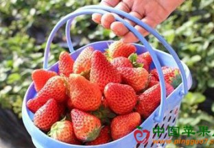 北京昌平：农业嘉年华草莓唱主角 ()