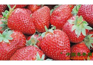 南京溧水：大力推进草莓品牌建设 ()