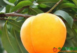 浙江嘉善县：黄桃保险试点开始 ()