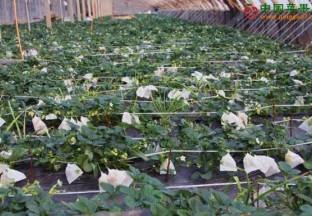 山东招远：草莓“穿衣”好处多 ()