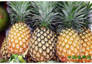 广东中山：神湾菠萝开始上市 ()