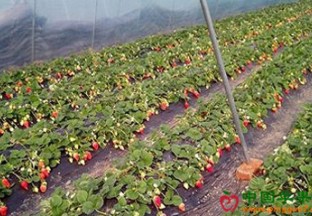 上海青浦：白鹤草莓文化节开幕 ()