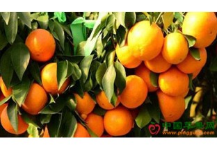 浙江宁波：红美人柑橘产业发展大会举行 ()