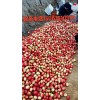 供应山东大棚油桃
