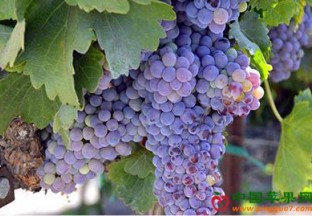 宁夏葡萄产业发展迅猛 ()