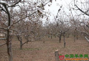 陕西三百万亩老果园改造即将完成 ()
