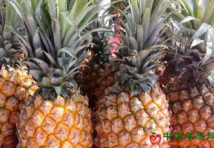 广东徐闻：菠萝丰收价格好 ()