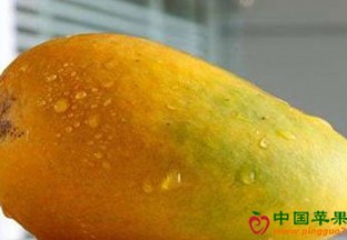 海南三亚：芒果采摘富农增收 ()