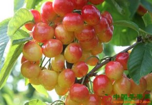 青岛平度：大棚樱桃上市交易 ()