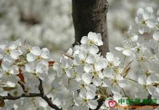 南京江宁：2018首届佘村梨花节开幕 ()