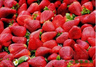 江苏无锡：宜兴草莓斩获全国金奖 ()