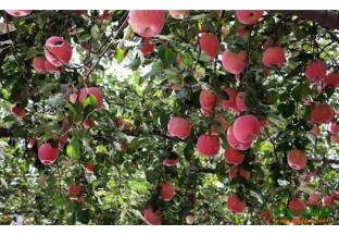 云南昆明：全面打造苹果种植产业 ()