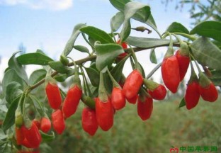 河北尚义县：发展枸杞产业帮助精准扶贫 ()