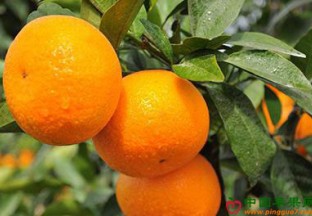 广西永福县：大力扶持沃柑种植发展 ()