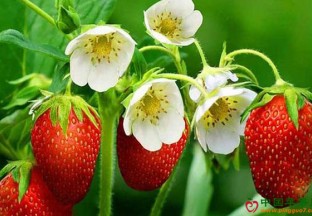 内蒙古：草莓繁育地方标准发布 ()