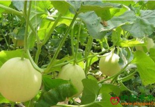 上海地产头茬甜瓜上市 ()