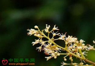 广东东莞：荔枝产量有望增长 ()