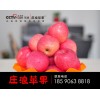 18590638818甘肃庄浪红富士大量走货
