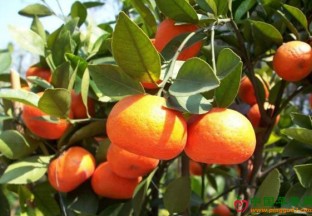 浙江衢州：高端水果种植发展迅速 ()