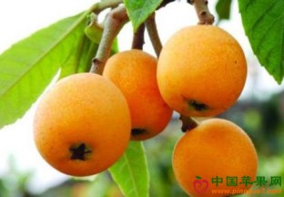 福建枇杷开始大量上市 ()