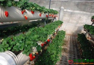 辽宁辽阳：“空中”草莓受欢迎 ()