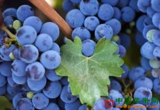 安徽萧县：推动葡萄产业发展 促果农致富 ()