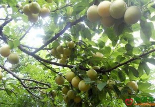 贵州黄平：精品水果种植成脱贫新手段 ()