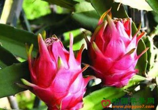 山东烟台：水果立体种植 促进百姓增收 ()