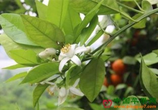 重庆荣昌区：7000亩血橙现花果同树景观 ()