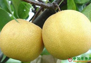 山西运城：鲜梨首次登陆澳大利亚市场 ()