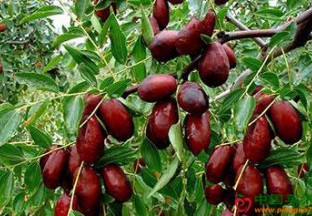 宁夏银川：灵武长枣榜上有名 ()