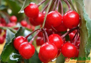 四川成都：早熟樱桃价格下滑 ()