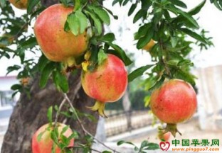 河北邢台：特色石榴铺就致富路 ()