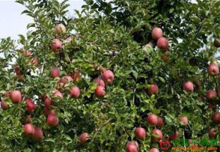 北京市：推选十家高标准示范果园 ()