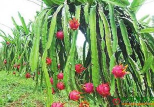 广西桂平：大力建设千亩富硒火龙果示范区 ()