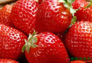 四川仪陇：草莓采摘游带来新收入 ()