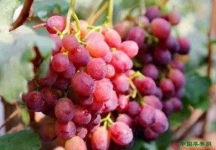 安徽当涂：“大陇葡萄”获“中国地理标志证明商标” ()