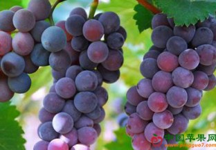 江西南昌：小葡萄成就大财富 ()