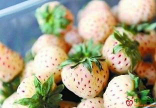 陕西石泉：“白雪公主”入住石泉 ()