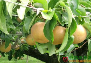 山东平度：六百亩梨花盛开 ()