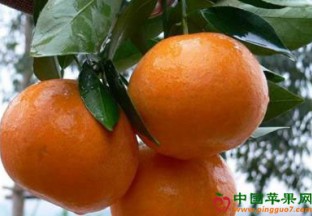 云南普洱：沃柑成就致富梦 ()