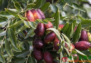 宁夏银川：灵武长枣抢鲜上市 ()