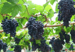 新疆昌吉州玛纳斯县：全力打造酿酒葡萄小产区 ()