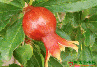 云南丽江：永胜软籽石榴品质要求严格 ()